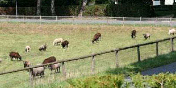 Canvassen in de wijk Alteveer:Cranenvelt  wervende woonmilieus 